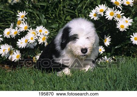 年がいった英語の牧羊犬 子犬 草で横たわる で ヒナギク ストックイメージ Fotosearch