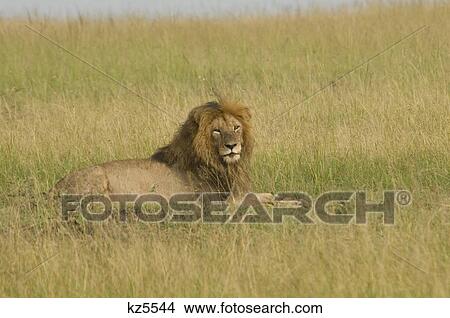 雄のライオン あること 中に 草が茂った 平野 マサイ族の Mara の 国民の 予備 Kenya アフリカ ピクチャー Kz5544 Fotosearch