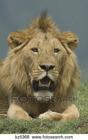 頭ショット 雄のライオン Ngorongoro の噴火口 タンザニア アフリカ 写真館 イメージ館 Kz5368 Fotosearch