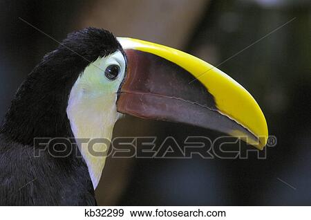 鳥 で 大きい くちばし クリ あご Toucan 写真館 イメージ館 Kb Fotosearch