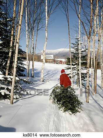 1950s 1960s 1970s man dragging in christmas tree View Large Photo Image Picture - 1950s 1960s 1970s man dragging in christmas tree. Fotosearch