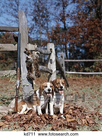 1950s 1960s 2 english beagle hunting dogs by split rail fence with rabbits and shotgun View Large Photo Image Stock Image - 1950s 1960s 2 english beagle hunting dogs by split rail fence with rabbits and shotgun. Fotosearch