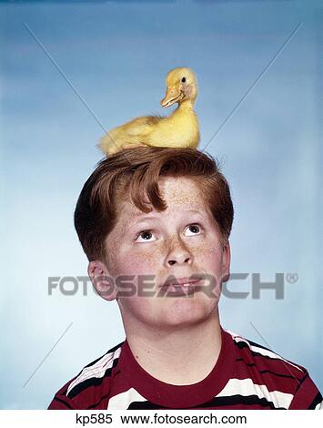 1950s 1960s boy with baby duckling sitting on top of his head View Large Photo Image Stock Photography - 1950s 1960s boy with baby duckling sitting on top of his head . Fotosearch