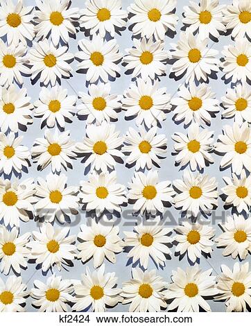 Picture - 1950s 1960s overall daisy flower pattern on pale blue background. Fotosearch