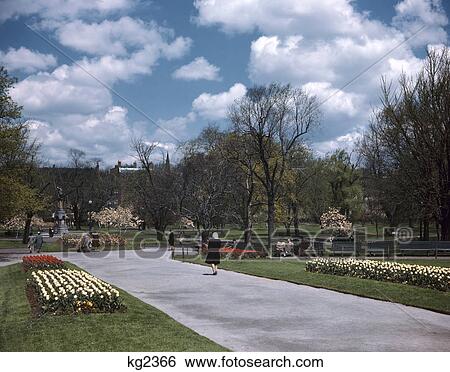 1950s 1960s woman walking in boston public gardens in early spring View Large Photo Image Stock Photograph - 1950s 1960s woman walking in boston public gardens in early spring. Fotosearch