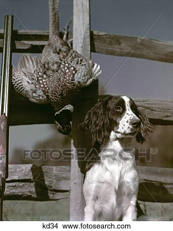 1950s dark brown & white dog springer spaniel sitting by gray wooden fence with pheasant & gun hunting View Large Photo Image Picture - 1950s dark brown & white dog springer spaniel sitting by gray wooden fence with pheasant & gun hunting. Fotosearch