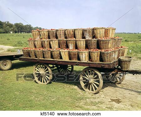 1950s farm wagon full bushel baskets tomatoes tomato crop harvest View Large Photo Image Stock Image - 1950s farm wagon full bushel baskets tomatoes tomato crop harvest. Fotosearch