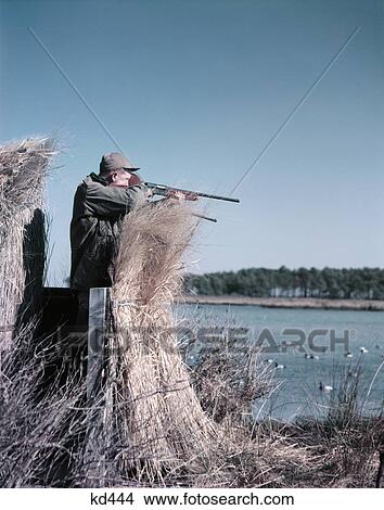 Picture - 1950s man behind grass duck blind aiming shotgun at ducks in pond. Fotosearch