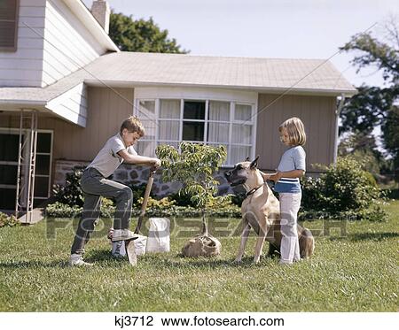 1960s 1970s boy girl dog planting tree front suburban house View Large Photo Image Stock Image - 1960s 1970s boy girl dog planting tree front suburban house. Fotosearch