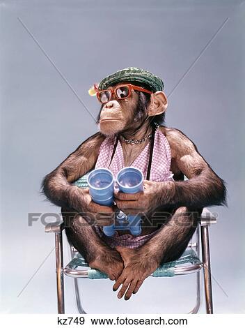 1960s 1970s chimpanzee holding binoculars wearing hat sunglasses sitting beach chair View Large Photo Image Stock Photo - 1960s 1970s chimpanzee holding binoculars wearing hat sunglasses sitting beach chair. Fotosearch