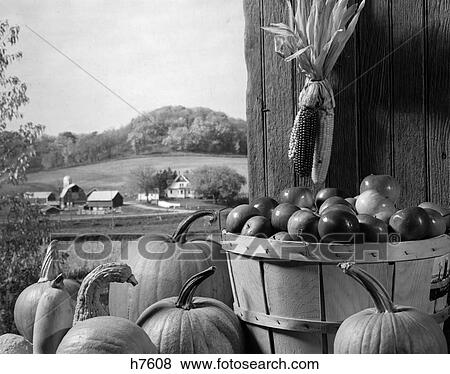 1960s barn door corn apples pumpkins thanksgiving View Large Photo Image Stock Photo - 1960s barn door corn apples pumpkins thanksgiving. Fotosearch
