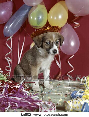 1960s dog party balloons streamers View Large Photo Image Stock Image - 1960s dog party balloons streamers. Fotosearch