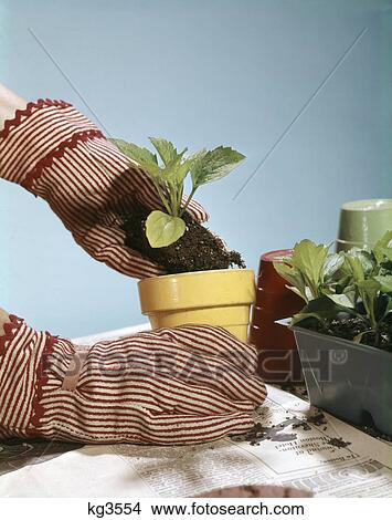 1960s female hands red white striped gloves yellow pot seedlings planting potting gardening View Large Photo Image Picture - 1960s female hands red white striped gloves yellow pot seedlings planting potting gardening. Fotosearch