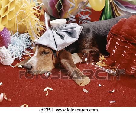 1960s hound dog wearing ice pack suffering an after party hangover View Large Photo Image Stock Image - 1960s hound dog wearing ice pack suffering an after party hangover. Fotosearch