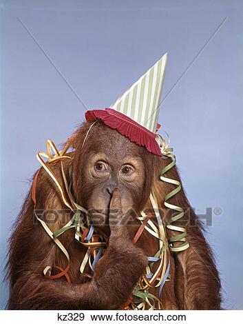 1960s monkey orangutan in party hat with streamers finger on nose View Large Photo Image Stock Photo - 1960s monkey orangutan in party hat with streamers finger on nose. Fotosearch