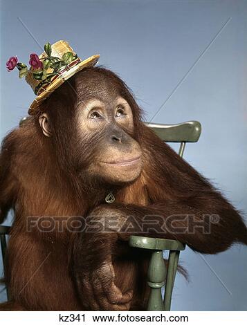 Stock Image - 1960s orangutan wearing straw hat sitting in chair. Fotosearch