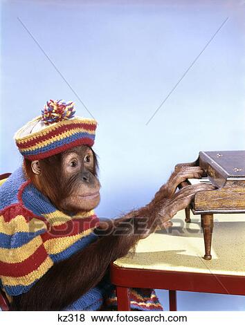 Stock Photo - 1960s orangutan wearing striped knit dress and cap playing toy piano. Fotosearch