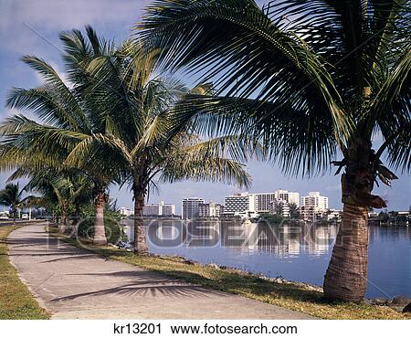 1960s palm tree lined street skyline view of condado beach high rise hotels san juan puerto rico View Large Photo Image Stock Image - 1960s palm tree lined street skyline view of condado beach high rise hotels san juan puerto rico. Fotosearch