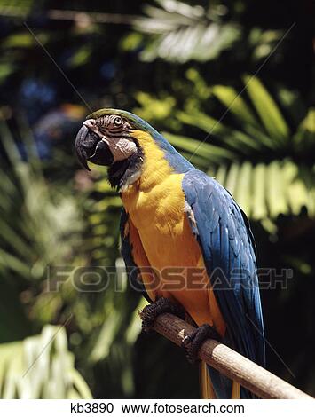 1960s Pappagallo Giungla Miami Appollaiarsi Albero Giallo Penne Blu Archivio Immagini Kb3890 Fotosearch