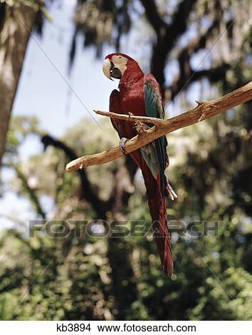 1960s parrot paradise ormond florida perch tree branch red peak View Large Photo Image Picture - 1960s parrot paradise ormond florida perch tree branch red peak. Fotosearch