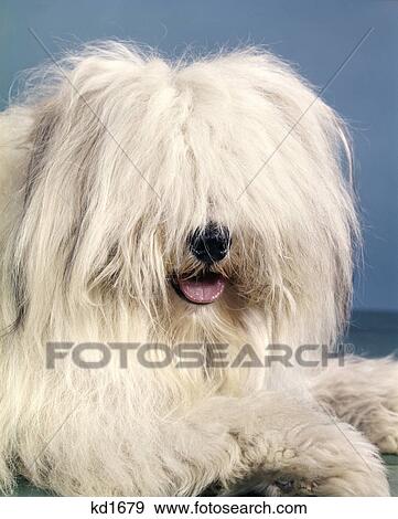 1960s portrait of english sheepdog with long shaggy hair covering his eyes View Large Photo Image Stock Photo - 1960s portrait of english sheepdog with long shaggy hair covering his eyes. Fotosearch