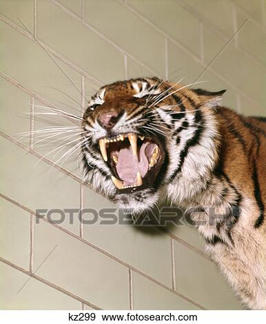 1960s portrait roaring snarling growling mean sumatra tiger in zoo cage View Large Photo Image Stock Photo - 1960s portrait roaring snarling growling mean sumatra tiger in zoo cage. Fotosearch