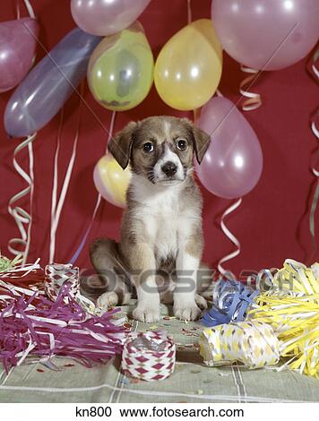 1960s puppy dog balloons party and colorful streamers View Large Photo Image Stock Image - 1960s puppy dog balloons party and colorful streamers. Fotosearch