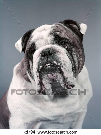 1960s sad looking brown and white bull dog View Large Photo Image Picture - 1960s sad looking brown and white bull dog. Fotosearch