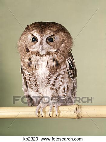 Stock Image - 1960s screech owl philadelphia zoo perch. Fotosearch