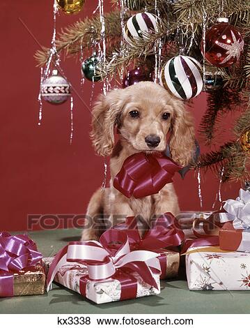 Stock Photo - 1960s spaniel dog puppy wearing a red bow christmas present under tree. Fotosearch