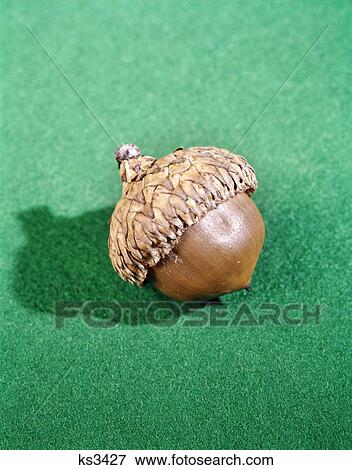 1960s still life acorn green background seed oak View Large Photo Image Stock Photo - 1960s still life acorn green background seed oak. Fotosearch