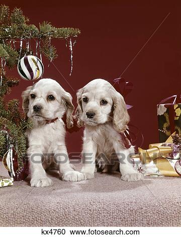 1960s two cocker spaniel puppies next to christmas tree View Large Photo Image Stock Image - 1960s two cocker spaniel puppies next to christmas tree. Fotosearch