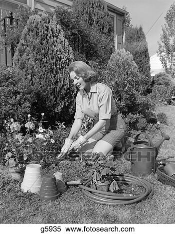 1960s woman in garden gardening View Large Photo Image Stock Photography - 1960s woman in garden gardening. Fotosearch