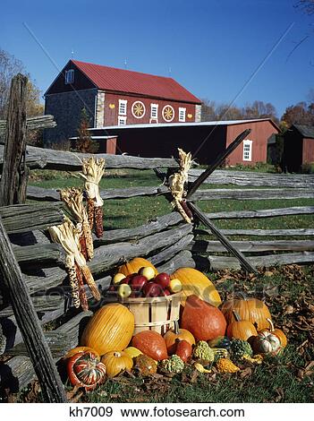 Stock Photo - 1970s autumn barn with harvest display of pumpkins by split rail fence. Fotosearch