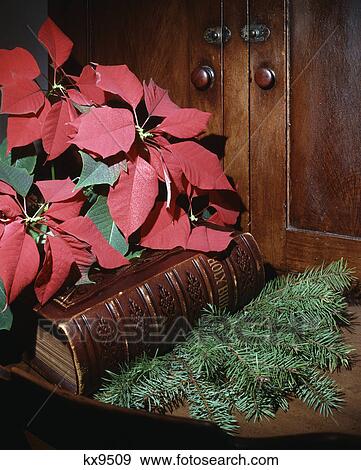1970s bible poinsettia evergreen View Large Photo Image Stock Photo - 1970s bible poinsettia evergreen. Fotosearch