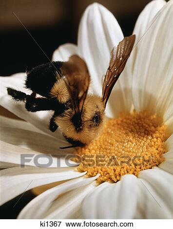 1970s bumble bee in center of white daisy View Large Photo Image Stock Photo - 1970s bumble bee in center of white daisy. Fotosearch