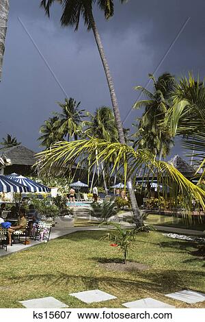 1970s caribbean resort hotel beach palm tree View Large Photo Image Stock Photo - 1970s caribbean resort hotel beach palm tree. Fotosearch