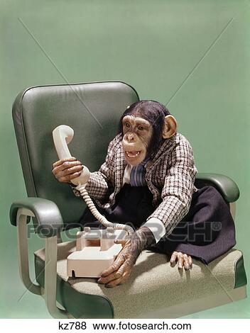 1970s chimpanzee wearing business suit sitting in office chair using telephone View Large Photo Image Stock Photo - 1970s chimpanzee wearing business suit sitting in office chair using telephone. Fotosearch