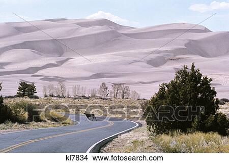 1970s deer crossing highway great sand dunes national park mosca colorado usa View Large Photo Image Picture - 1970s deer crossing highway great sand dunes national park mosca colorado usa. Fotosearch