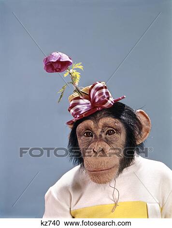 Stock Image - 1970s funny fashion chimpanzee wearing dress and hat with flower and bow. Fotosearch