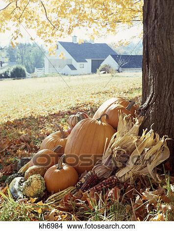 1970s grouping of autumn vegetables at base of farm tree View Large Photo Image Picture - 1970s grouping of autumn vegetables at base of farm tree. Fotosearch