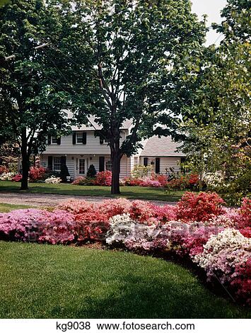 1970s pink and white blooming azalea bushes in front of suburban house View Large Photo Image Stock Photo - 1970s pink and white blooming azalea bushes in front of suburban house. Fotosearch