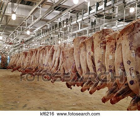 1970s sides of raw beef hanging in refrigerated room of meat packing plant View Large Photo Image Stock Photograph - 1970s sides of raw beef hanging in refrigerated room of meat packing plant. Fotosearch