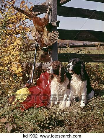Stock Image - 1970s two springer spaniel dogs by fence with a pheasant and shotgun. Fotosearch