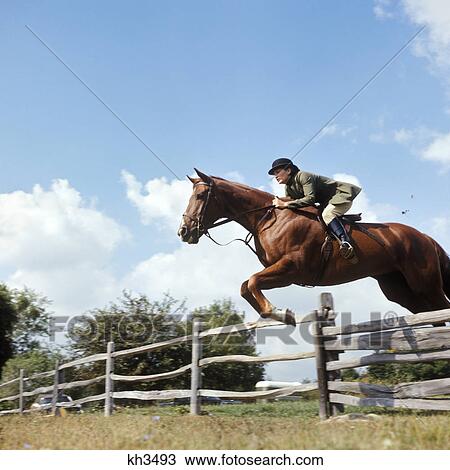1970s woman equestrian rider jumping over split rail fence during steeplechase horse race View Large Photo Image Stock Image - 1970s woman equestrian rider jumping over split rail fence during steeplechase horse race. Fotosearch
