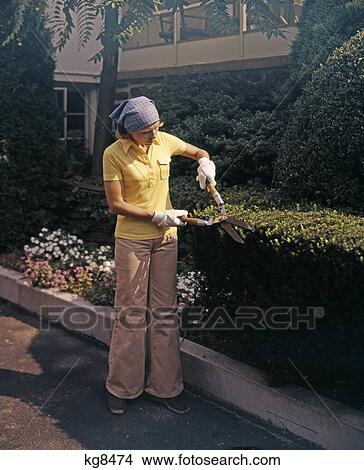 1970s woman using garden clippers trimming boxwood hedge wearing bellbottoms View Large Photo Image Picture - 1970s woman using garden clippers trimming boxwood hedge wearing bellbottoms. Fotosearch