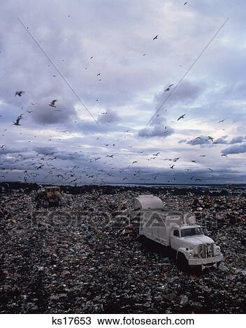 Stock Image - 1980s bird flying over sanitation truck at landfill dumping site. Fotosearch
