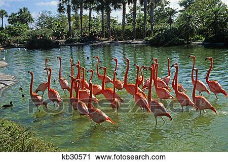 1990s caribbean flamingoes metro zoo miami florida View Large Photo Image Stock Image - 1990s caribbean flamingoes metro zoo miami florida. Fotosearch