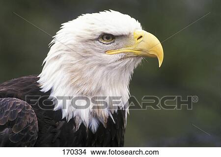 1990s head of bald eagle heliaeetus leucocephalus View Large Photo Image Picture - 1990s head of bald eagle heliaeetus leucocephalus. Fotosearch