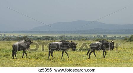 Stock Photograph - 3 wildebeest walking in field of yellow flowers masai mara national reserve kenya africa. Fotosearch